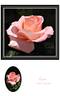 Regatta rose photo