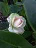 Mint Julep rose photo