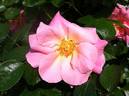 All the Rage rose photo