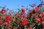 Bella di Monza rose photo