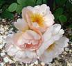 Huntington's Hero rose photo