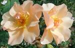 Jaquenetta rose photo