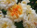 Claudia Cardinale ® rose photo