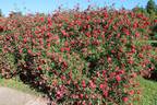 Bella di Monza rose photo