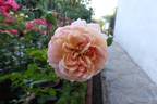 Daylight rose photo