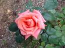 Cary Grant ™ rose photo