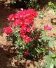 Marjorie Kinnan Rawlings rose photo