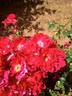 Marjorie Kinnan Rawlings rose photo