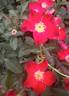 George Manners rose photo