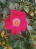 Lois Manners rose photo