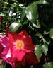 Lois Manners rose photo
