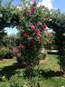 Lois Manners rose photo
