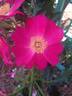 Lois Manners rose photo