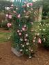 Xiuhcoatl rose photo