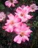 Xiuhcoatl rose photo