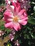 Xiuhcoatl rose photo