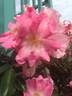 Xiuhcoatl rose photo