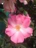 Xiuhcoatl rose photo