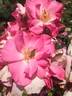 Xiuhcoatl rose photo