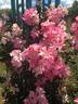 Xiuhcoatl rose photo