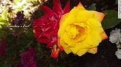 Rainbow's End ™ rose photo
