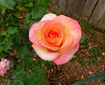 Candia ™ rose photo