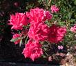 Ruby Pendant rose photo