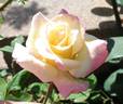 Luscious Lucy ™ rose photo