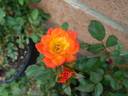 Mighty Moe rose photo