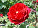 President Eisenhower rose photo