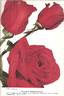 President Eisenhower rose photo