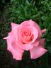 Sheer Elegance ™ rose photo