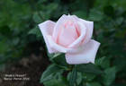 Bride's Dream rose photo