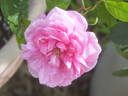 Flora rose photo