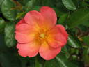 All the Rage rose photo