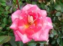 Tattooed Lady rose photo