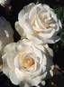 Mount Hood rose photo