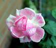 Adam Rackles rose photo