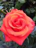 Kanegem rose photo