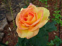 Pacific Celebration rose photo