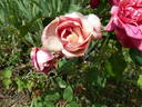 André Schwartz rose photo