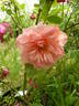 Souvenir de Madame Ladvocat rose photo