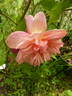 Souvenir de Madame Ladvocat rose photo