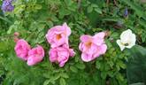 Marguerite Hilling rose photo