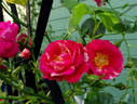 Twist ™ rose photo