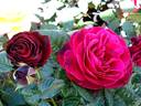 Empreinte de Dorieux rose photo
