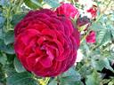 Empreinte de Dorieux rose photo