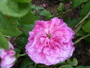 Henri Foucquier rose photo