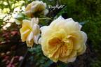 Daylight rose photo