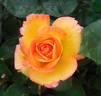 Red Gold rose photo